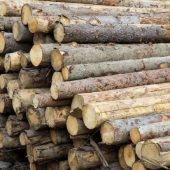 Wood: prices increased again