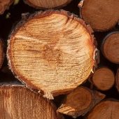 Wood cascading use: Epf approves Europe